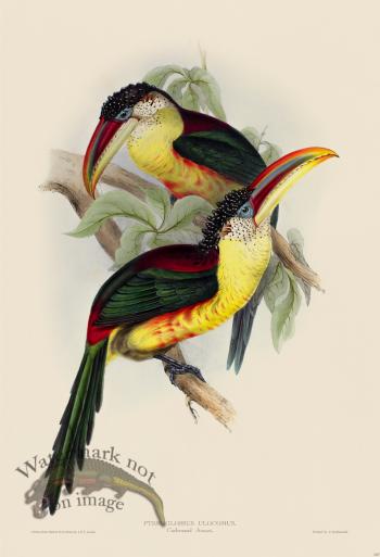 Curl-crested Aracari